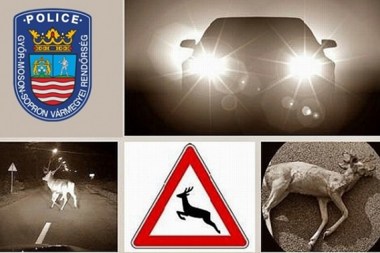 Vigyázat! Vadak az úton!