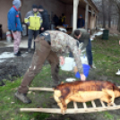Sertést vágtak a Szany SE. labdarúgói.