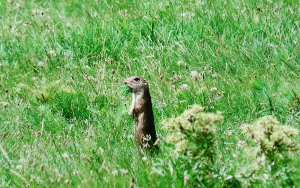 A hazai gyepek fajtagazdagsága az esőerdőkével vetekszik