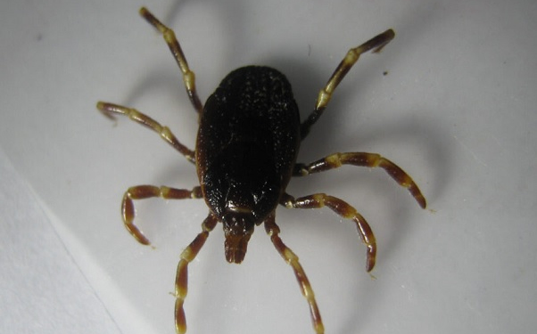 Új, veszélyes kullancsfajta terjedését segíti a klímaváltozás