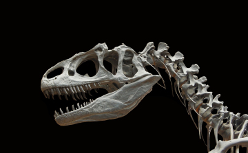 Szenzációs dinoszauruszleletet köszönhet Texas a rendkívüli szárazságnak