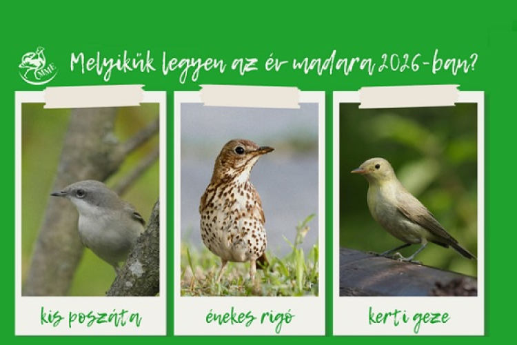 Szavazz, hogy melyik bokorlakó legyen az év madara 2026-ban!