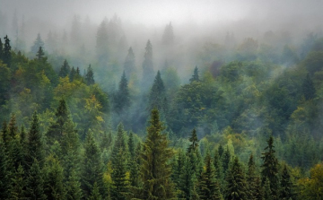 Rengeteg szenet nyel el a növényzet, ezért kulcskérdés az erdőségek megóvása egy elemzés szerint