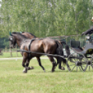 Árpási Fogathajtó Verseny