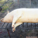 Hagyományőrző disznóvágás Vágon! 
