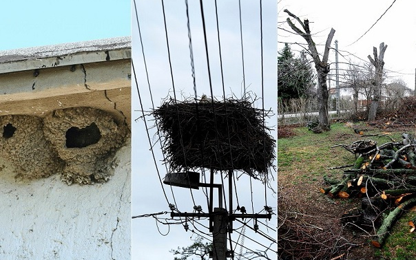 Időben végezzük el a természetvédelmi szempontból érzékeny munkákat!