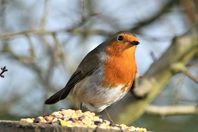 Őszi erdei tábor Göbös-majorban