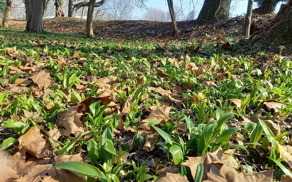 Medvehagymás napok Szanyban