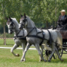 Árpási Fogathajtó Verseny