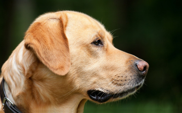 Eboltás Jobaházán