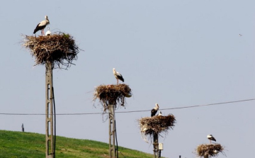 Magyarországon stabil a fehérgólya állomány