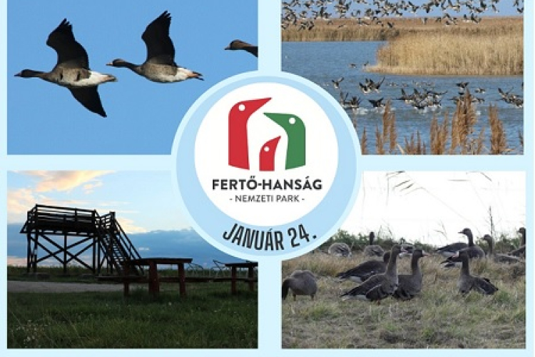 Téli madárvendégek a tundráról