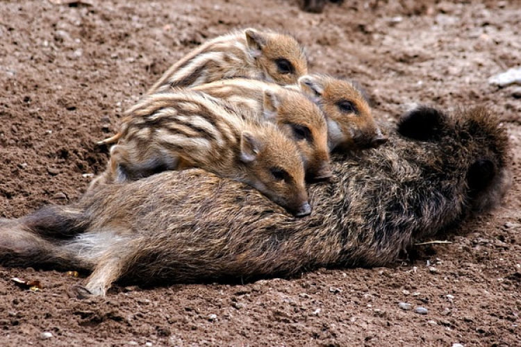 Vadász nyári tábor gyerekeknek