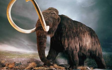 Feltérképezték a gyapjas mamut génállományát