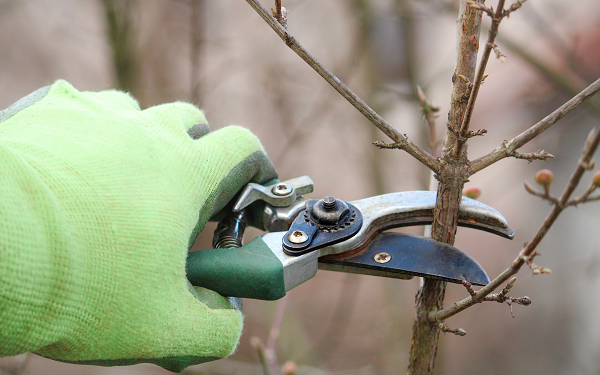 Önkéntes munka Osli szépítéséért