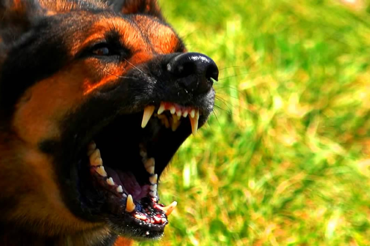 Gyerekre uszította a kutyáját egy nő Hajdúsámsonban