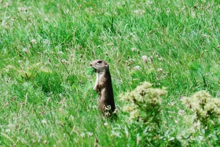 A hazai gyepek fajtagazdagsága az esőerdőkével vetekszik