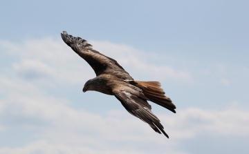 Elkészült a 2025. évi országos sasleltár