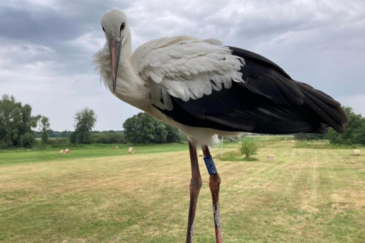 Fehér gólya védelmi munka 2025-ös eredményei a megyében