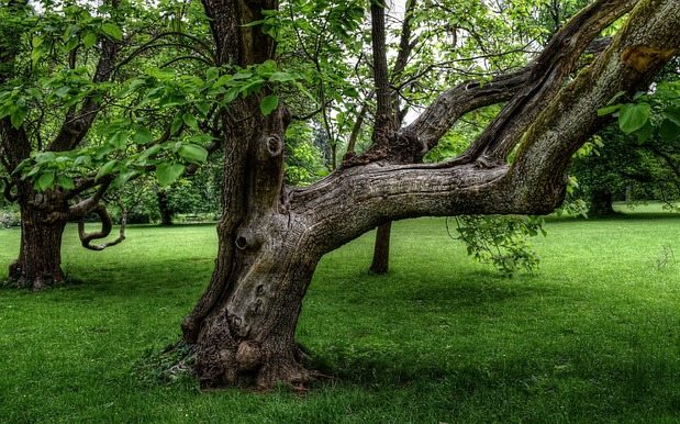 Ember, természet, fotográfia