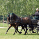 Árpási Fogathajtó Verseny