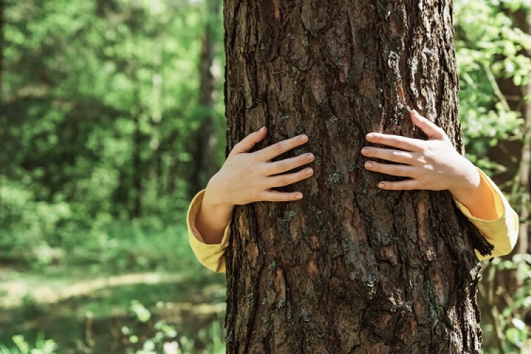 Hogyan lehet az erdőt közelebb hozni a diákokhoz? 