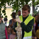 A megszületett kis gólyák látványgyűrűzése Szanyban. 