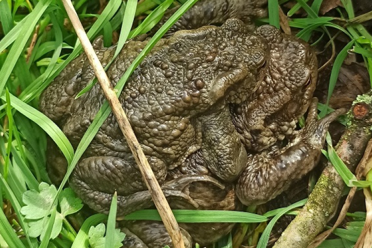 Megkezdődött a békák vonulása