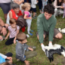 A megszületett kis gólyák látványgyűrűzése Szanyban. 