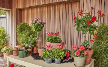 Növény cserebere a csornai könyvtárban