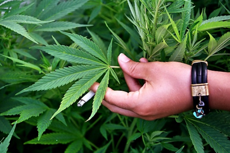 A kópházi horgász a Fertő-tó nádas területén nevelte a marihuánát