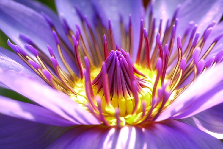 Megfejtették, hogyan hódították meg a Földet a virágos növények