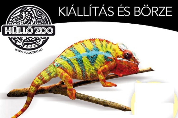 Kisállat kiállítás és vásár Kapuváron