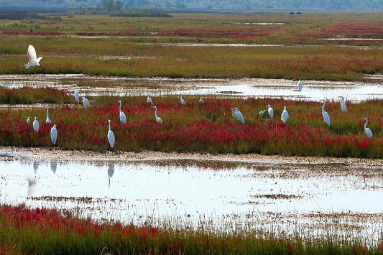 A klímaváltozás hatásai Kapuváron. Mit tehet egy kisváros?