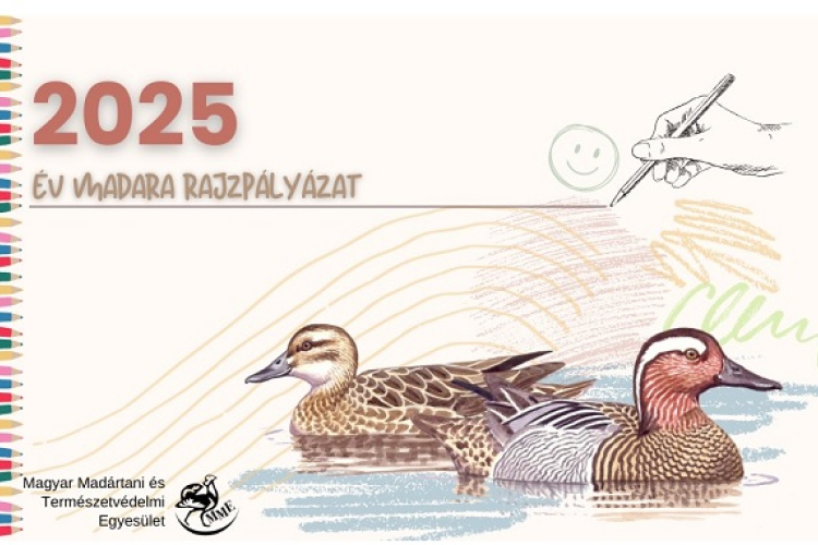Az év madara rajzpályázat