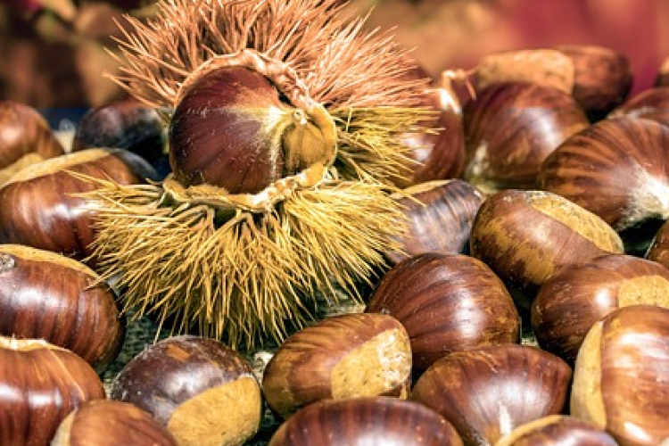 Gesztenye napok a JAM-ben