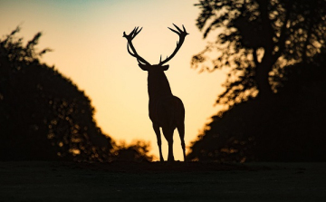 Erdőlátogatási korlátozás