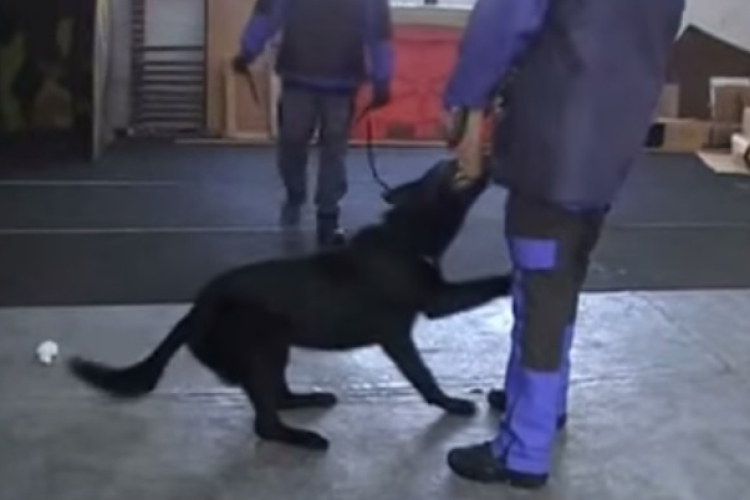 Szolgálati kutyákat vásárol a rendőrség
