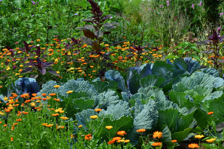Több mint 200 település csatlakozott eddig A legszebb konyhakertek mozgalomhoz