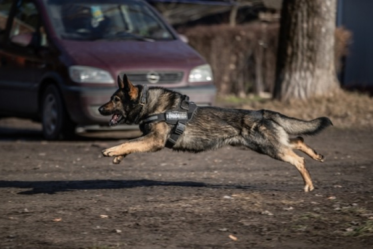 Szolgálati kiképzésre alkalmas kutyákat vásárol a rendőrség