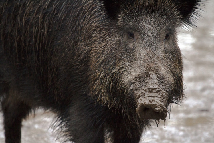 Vaddisznók okoztak balesetet az M6-os autópályán