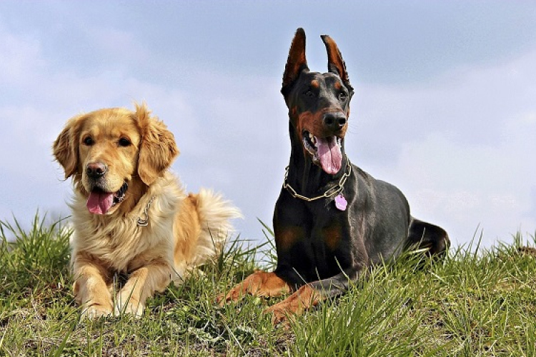 Eboltás hirdetmény