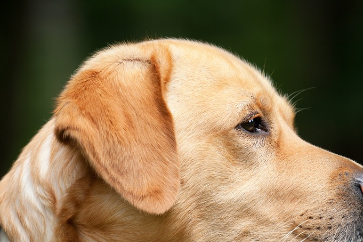 Eboltás Jobaházán