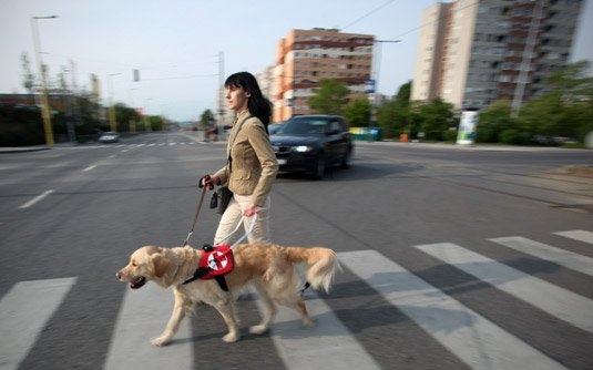 Nincs elég vakvezető kutya Magyarországon
