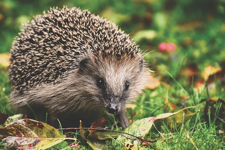 Természetbarát kertgondozás