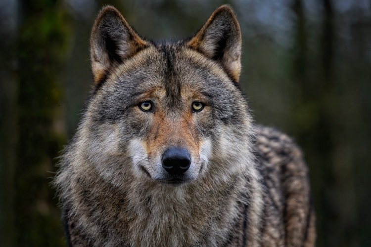 Farkasfalkák miatt aggódik Ursula von der Leyen