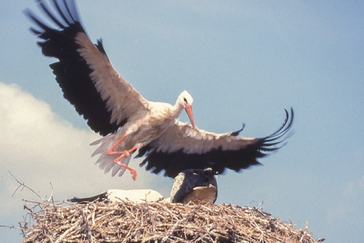 Szanyi Gólyafesztivál 2024
