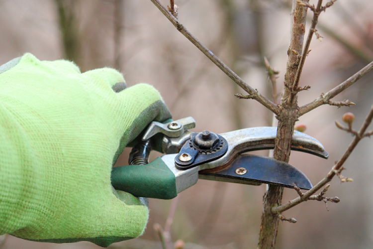 Így élesszük újra a kertet