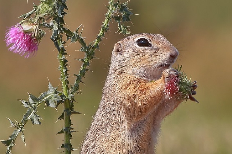 Természetvédelmi program az ürgék védelméért